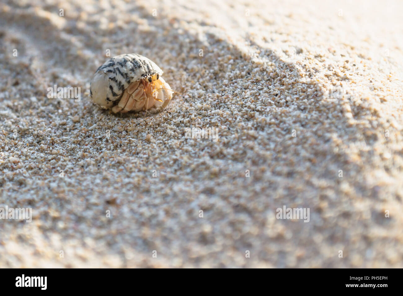 Small Hermit Crab High Resolution Stock Photography and Images - Alamy