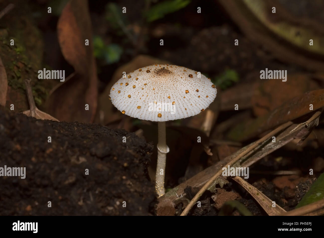 Wild Fungi or Mushroom Displaying Guttation Stock Photo
