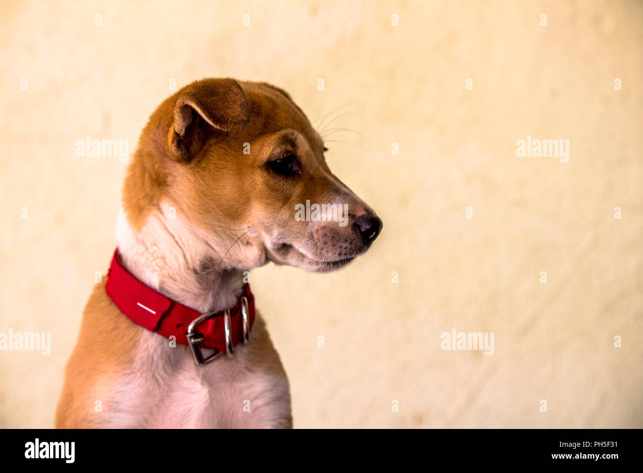 My Dogs Portrait Stock Photo