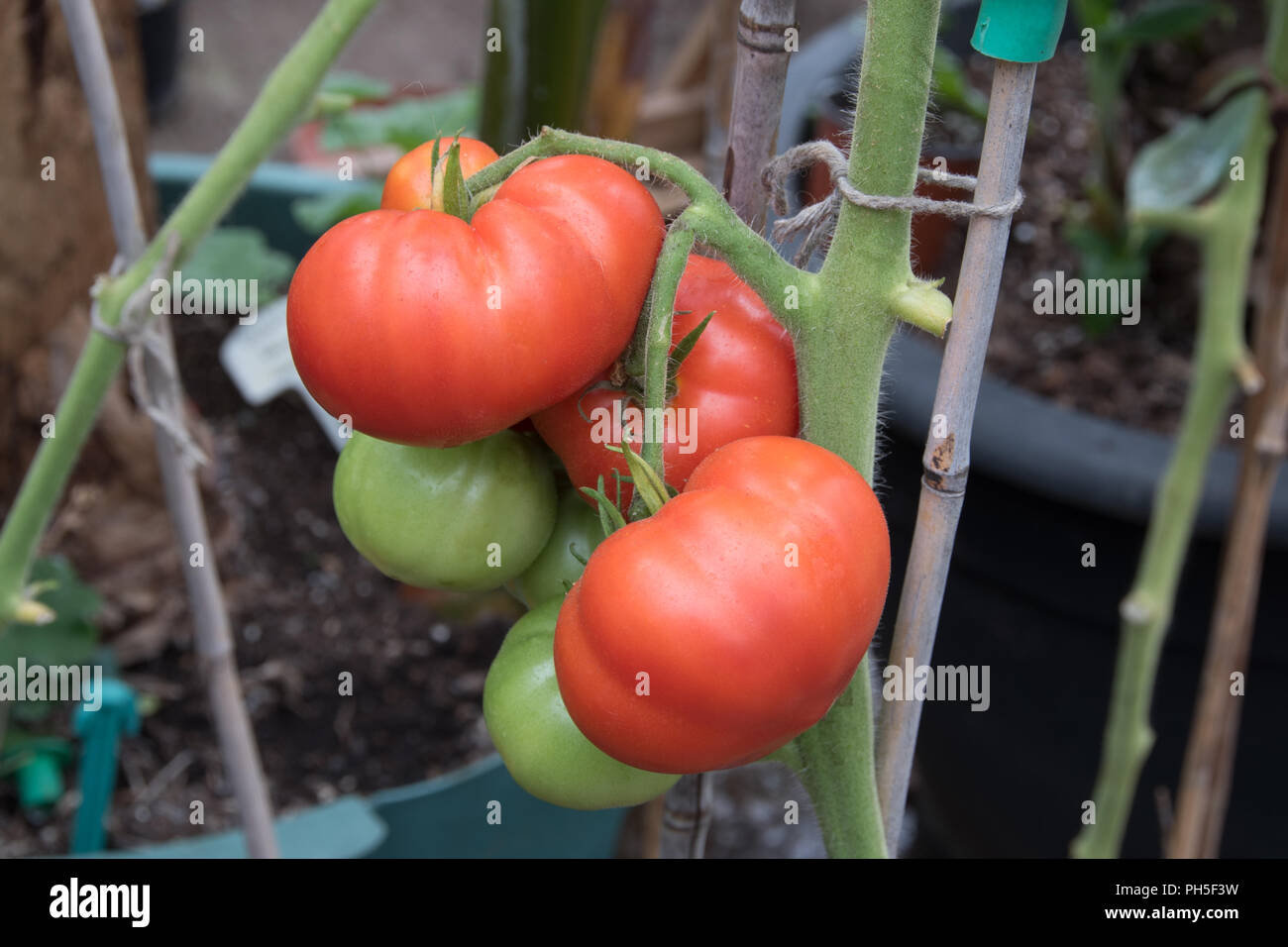 ripening tomatoes on the vine in an English greenhouse Stock Photo