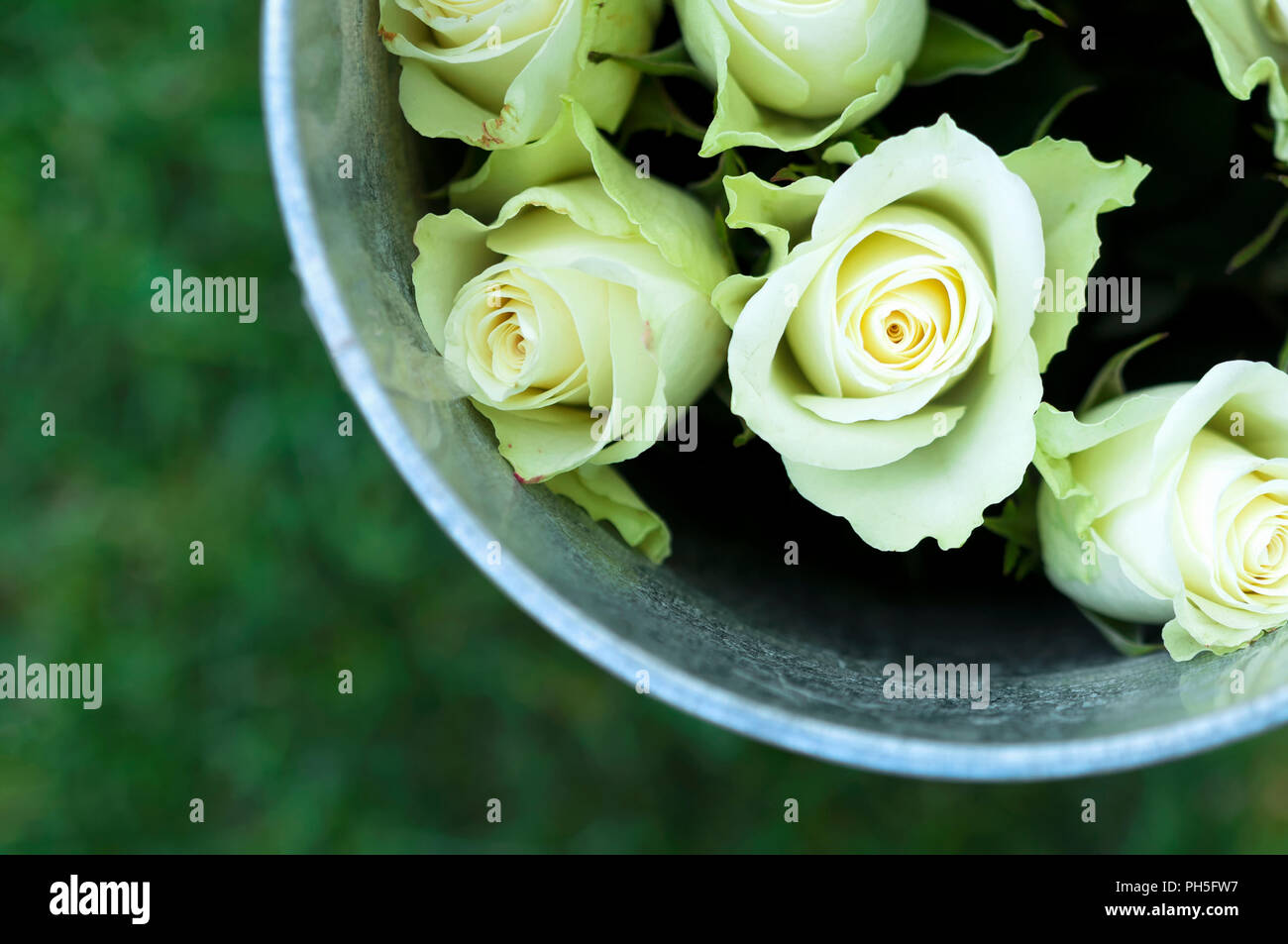 Beautiful wedding rose Stock Photo