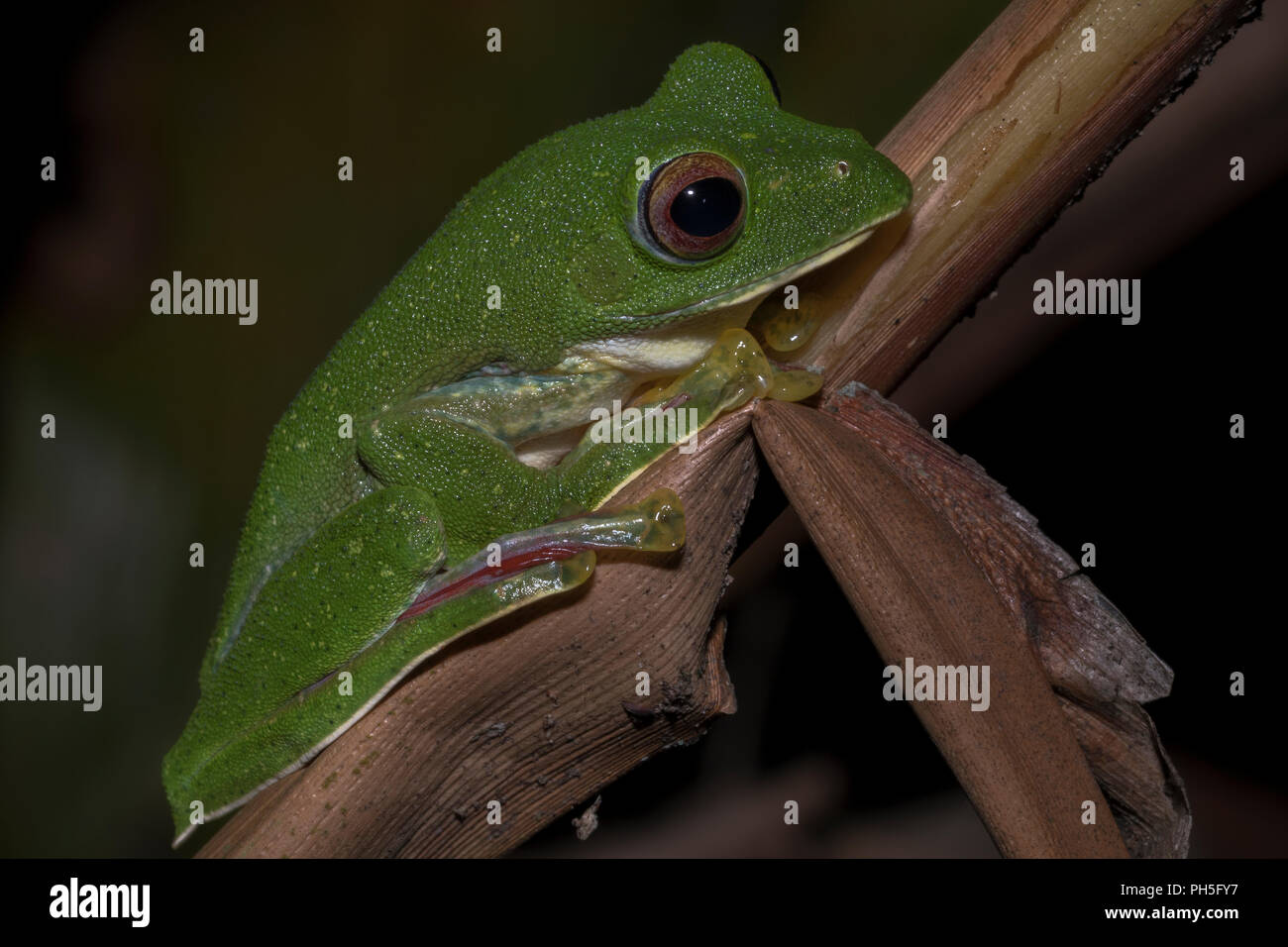 Malabar gliding frog or Rhacophorus malabaricus, perched up on a branch at night Stock Photo