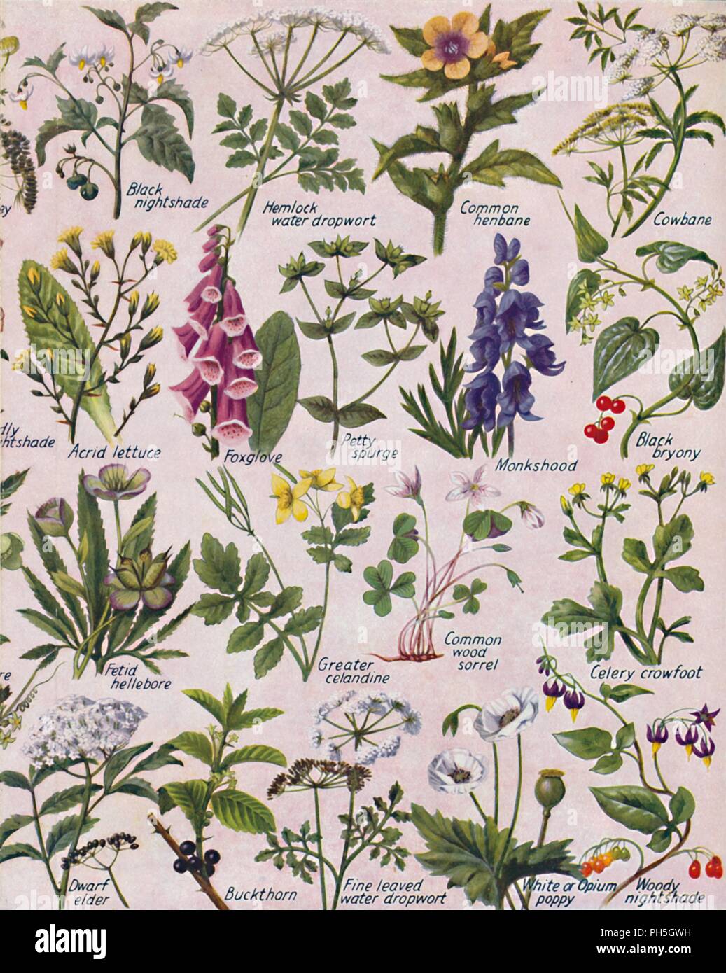 'Poisonous Plants Found in the British Isles', 1935. Artist: Unknown ...
