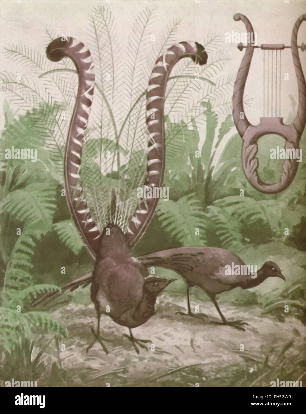 'The Wonderful Tail of the Lyre Bird', 1935. Artist: Unknown. Stock Photo