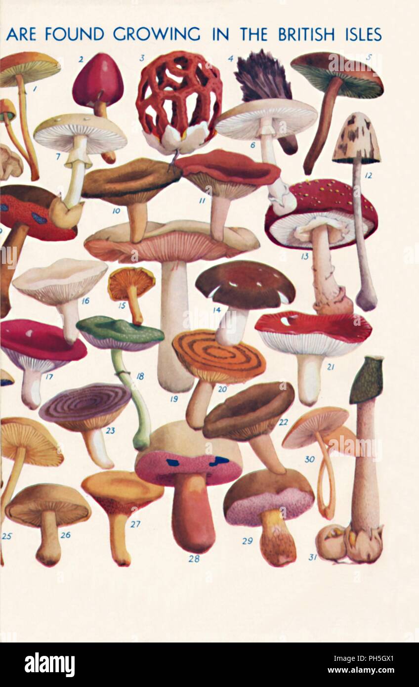 The Principal Edible And Poisonous Fungi In The British Isles 1935 the-principal-edible-and-poisonous-fungi-in-the-british-isles-1935