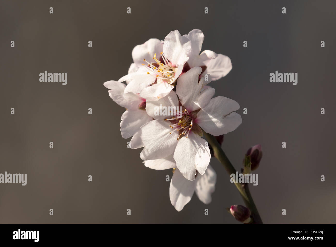 Flowers and Inflorescence of a Plum Tree Stock Photo