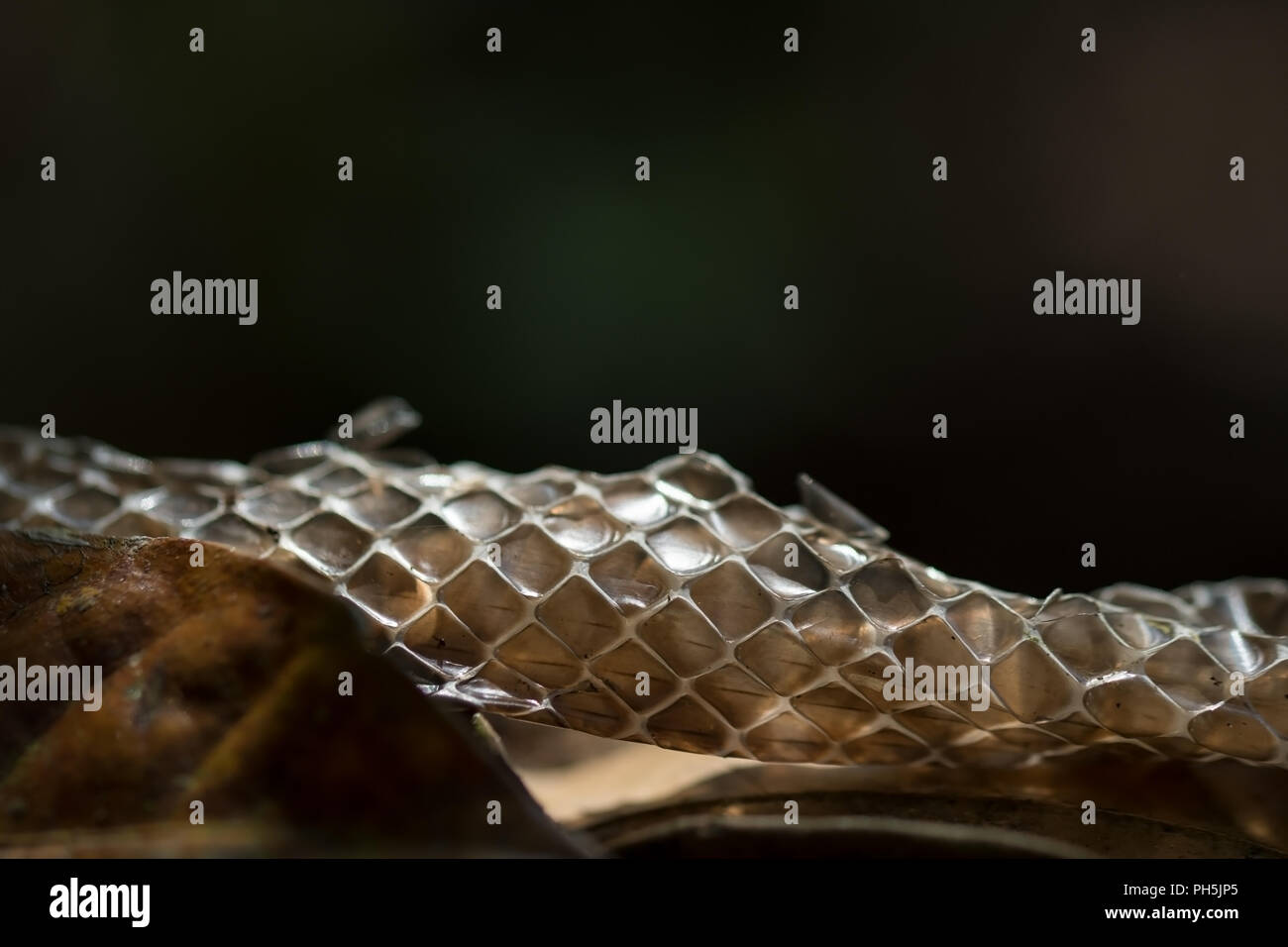 Shed Indian Rat Snake Skin or Moult Stock Photo