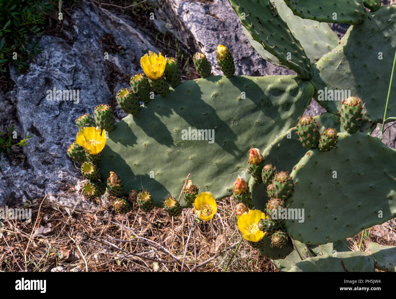 Prickly Pear (Opuntia ficus-indica) in flower in the Mediterranean Village of Eze on the Cote d'Azure Stock Photo