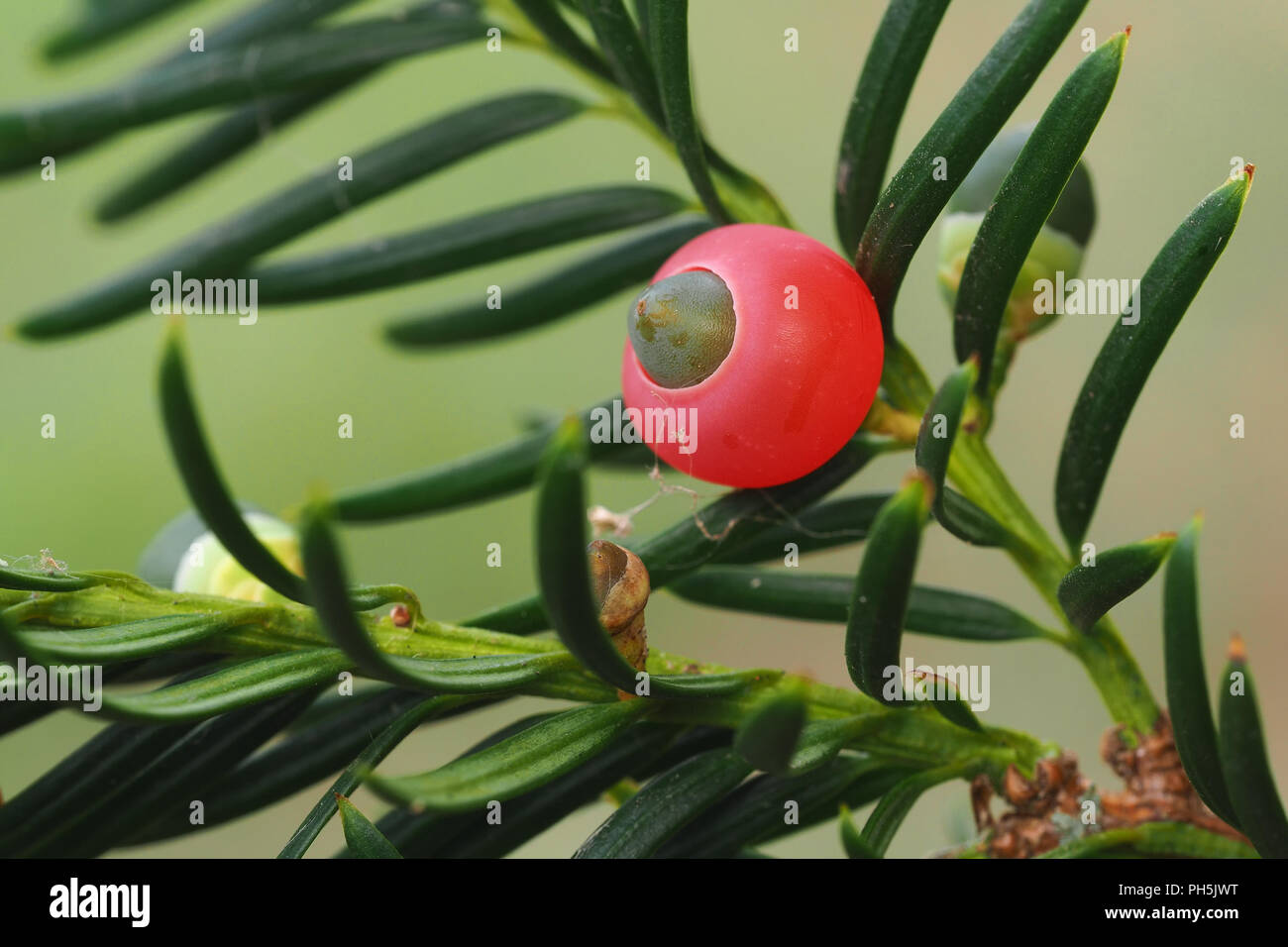 Close up of yew tree berry (Taxus baccata). Tipperary, Ireland Stock Photo