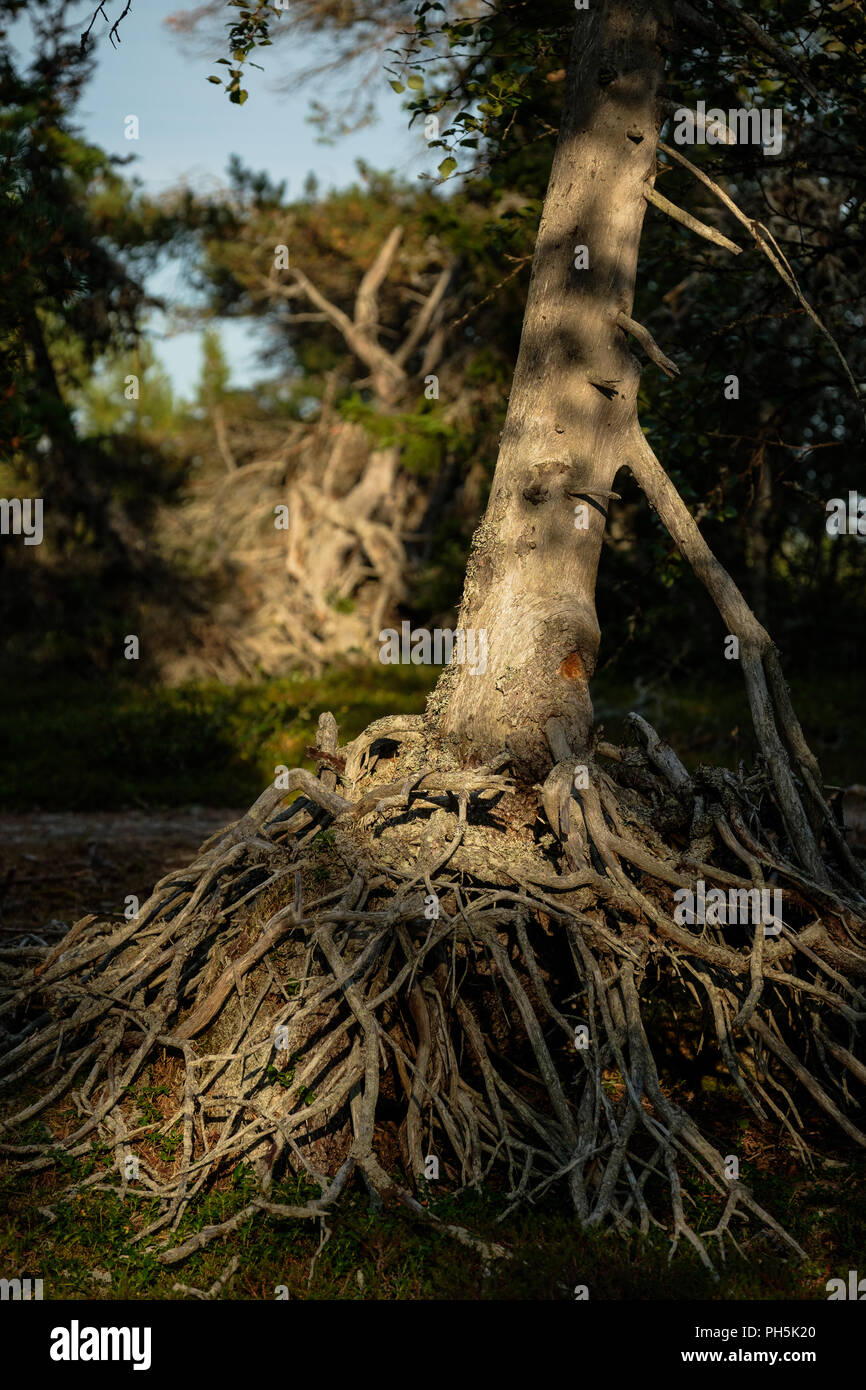 View of a small tree with a huge root system Stock Photo - Alamy