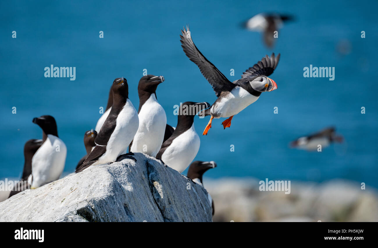 Atlantic Puffin on a Cliff Stock Photo Biology Diagrams