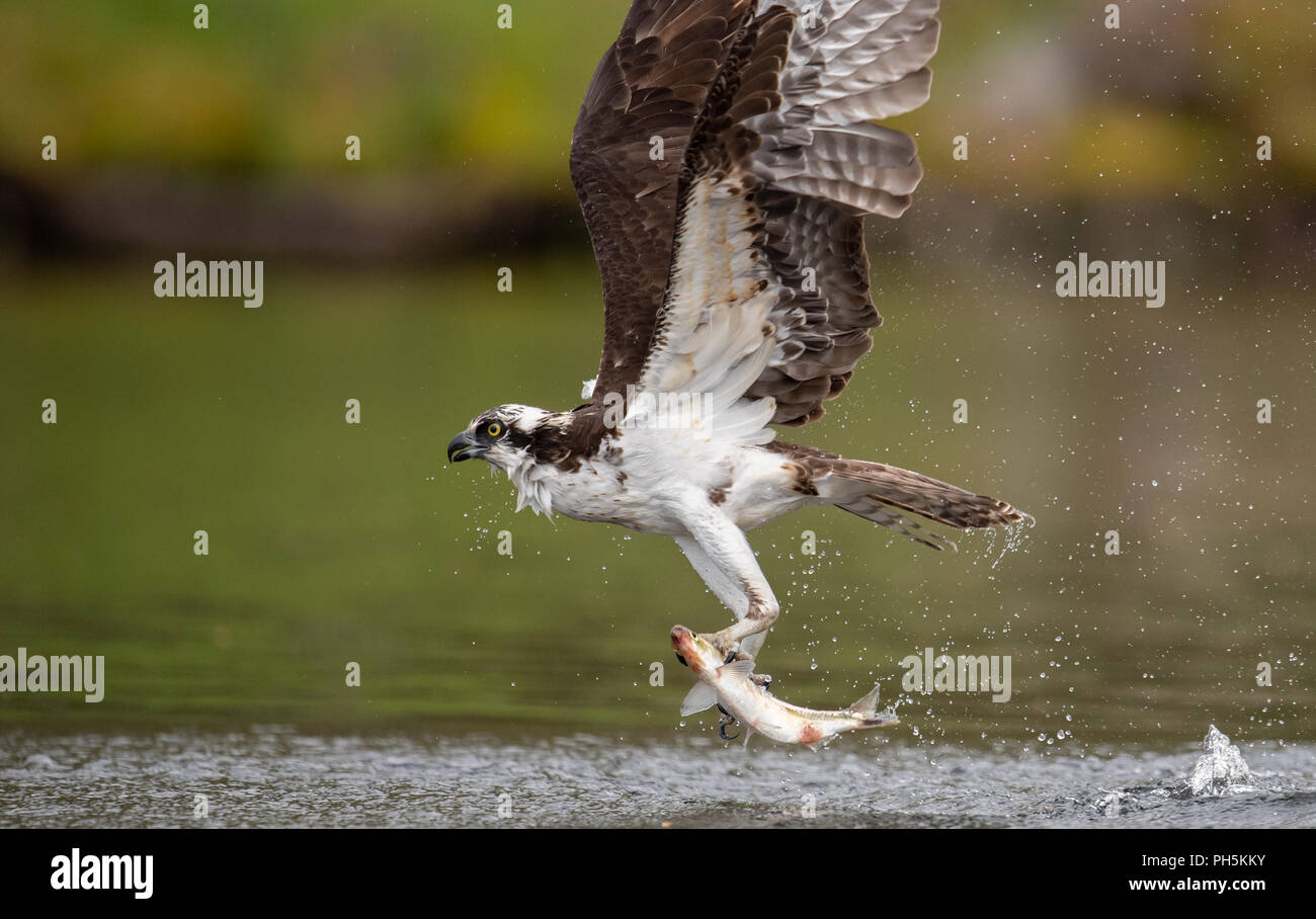 Osprey Catching a Fish Stock Photo Alamy