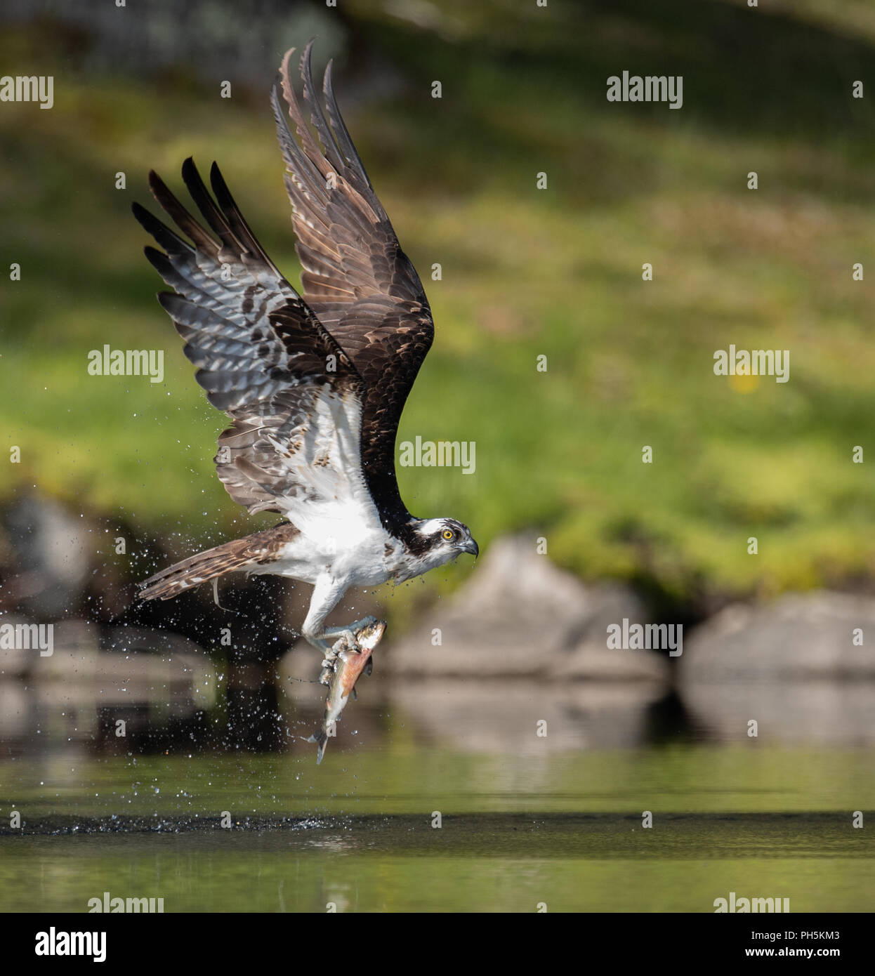Osprey Catching a Fish Stock Photo Alamy