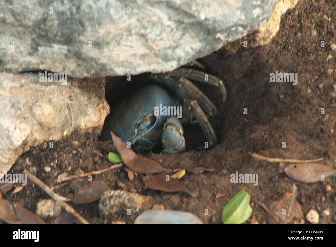 Crab in a burrow Stock Photo