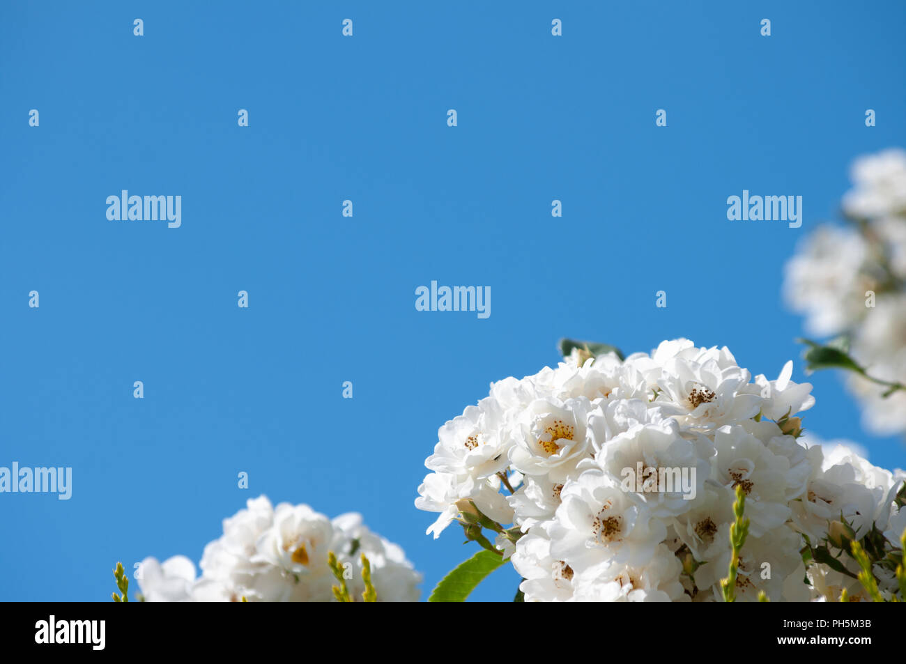 White roses and clear blue sky background Stock Photo - Alamy