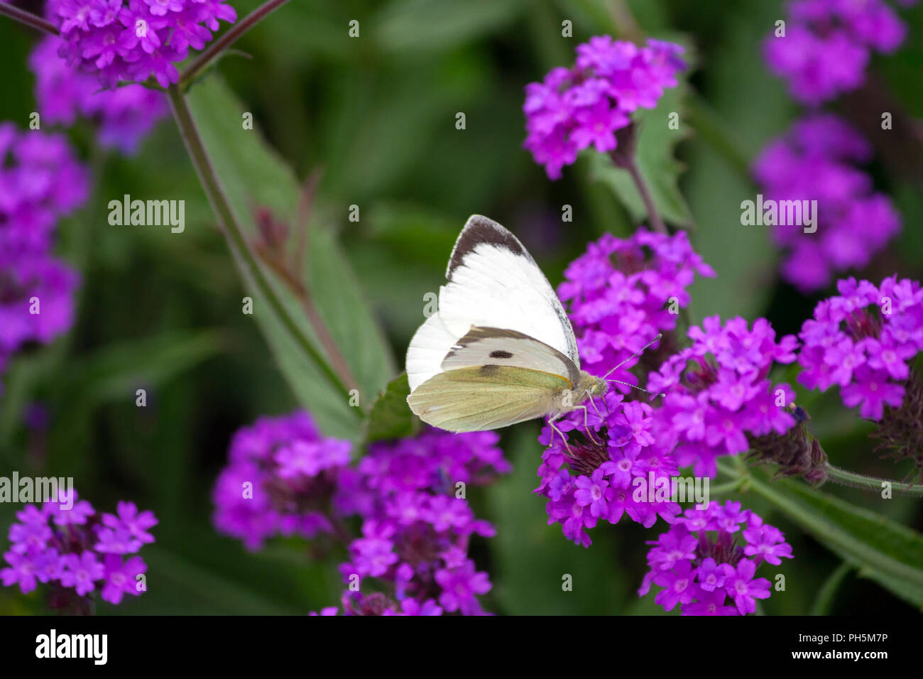 Pieris brassicae, white big butterfly close-up sits on a plant Verbena rigida,slender vervain,tuberous vervain,  lilac bright flower on a background Stock Photo