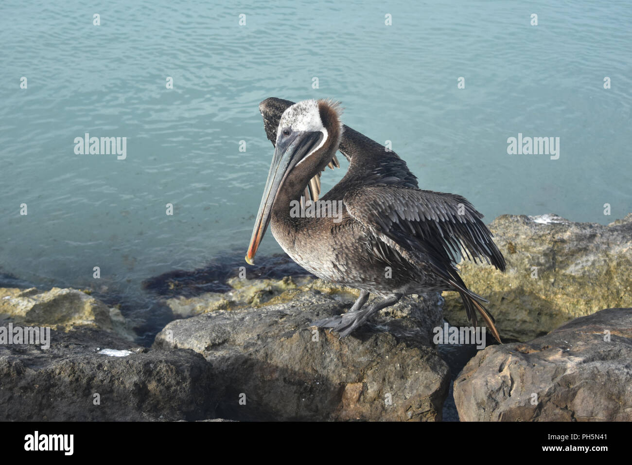 Breathtaking photo of a beautiful pelican in aruba Stock Photo - Alamy