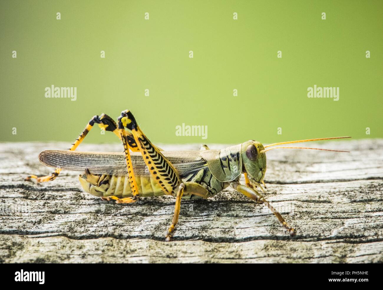 Differential Grasshopper Stock Photo