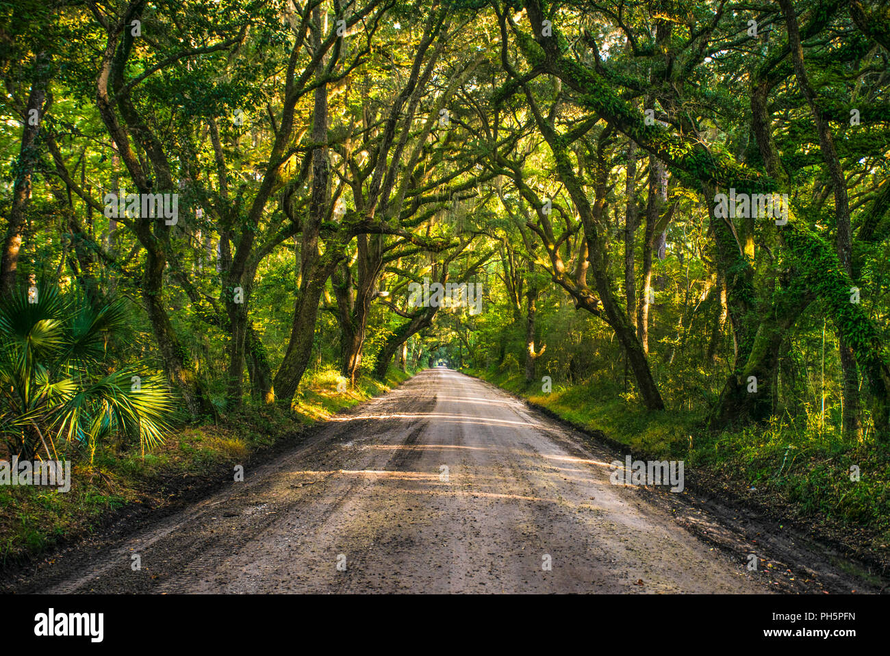 Oak Tree Tunnel Dirt Road to Botany Bay Plantation in Editso Island South Carolina SC near Charleston. Stock Photo