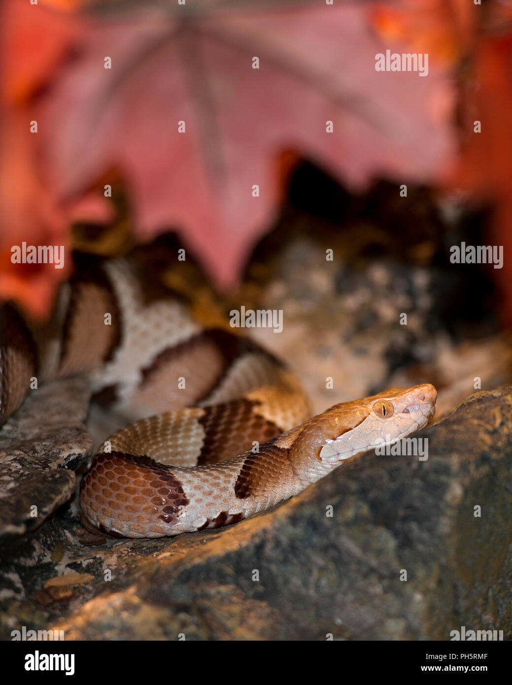 Snake in its surrounding and environment. Stock Photo