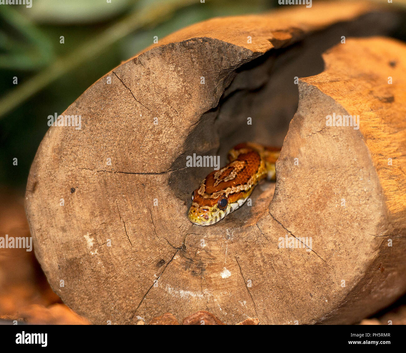 Snake in its surrounding and environment. Stock Photo