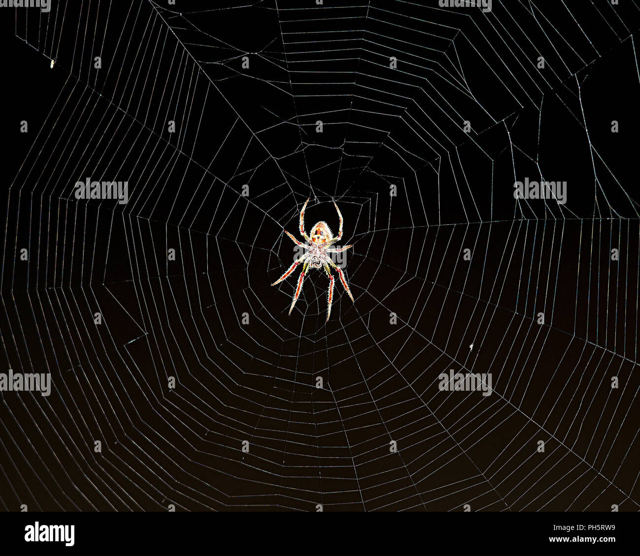 Spider on its spider web at night in its environment and habitat surrounding with a black background. Portrait. Cobweb, Image. Photo. Picture. Stock Photo