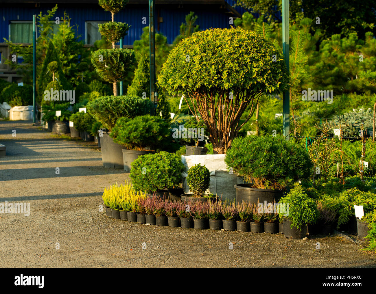 Palm trees green bushes grow hi-res stock photography and images - Alamy