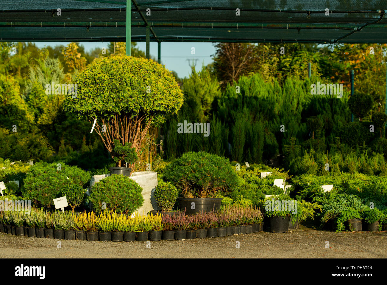 Bushes In Tubs For Sale Stock Photo 217102204 Alamy