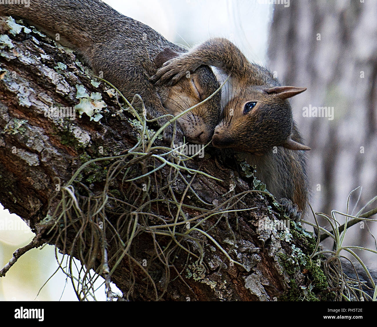 Squirrel entertainment image hires stock photography and images Alamy