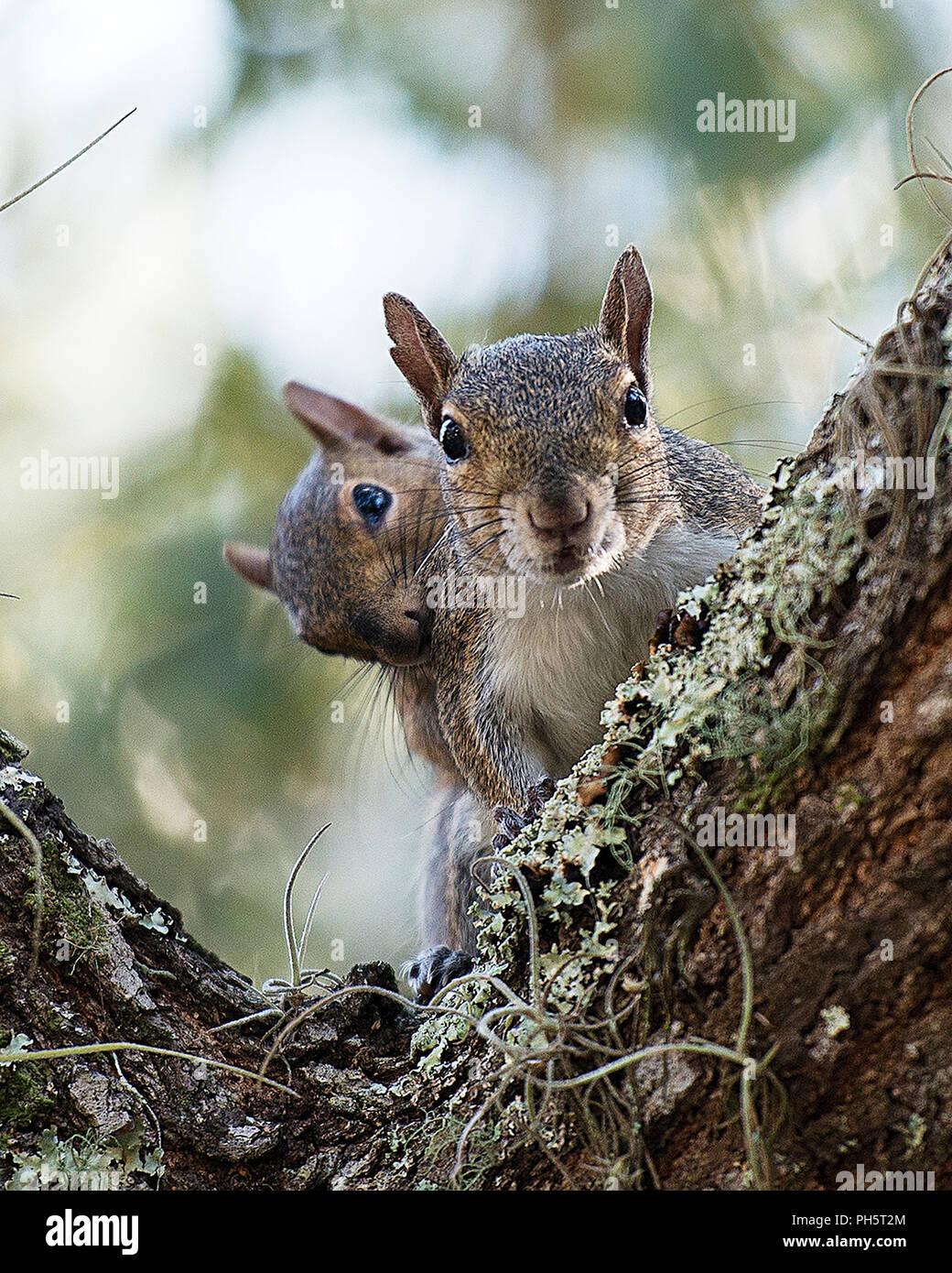 Squirrel couple mating and enjoying its surrounding Stock Photo Alamy