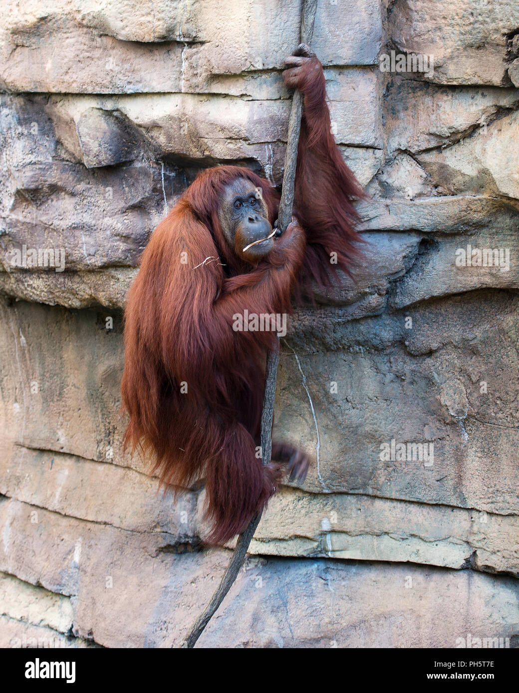Orangutan monkey climbing on rope enjoying the day Stock Photo - Alamy