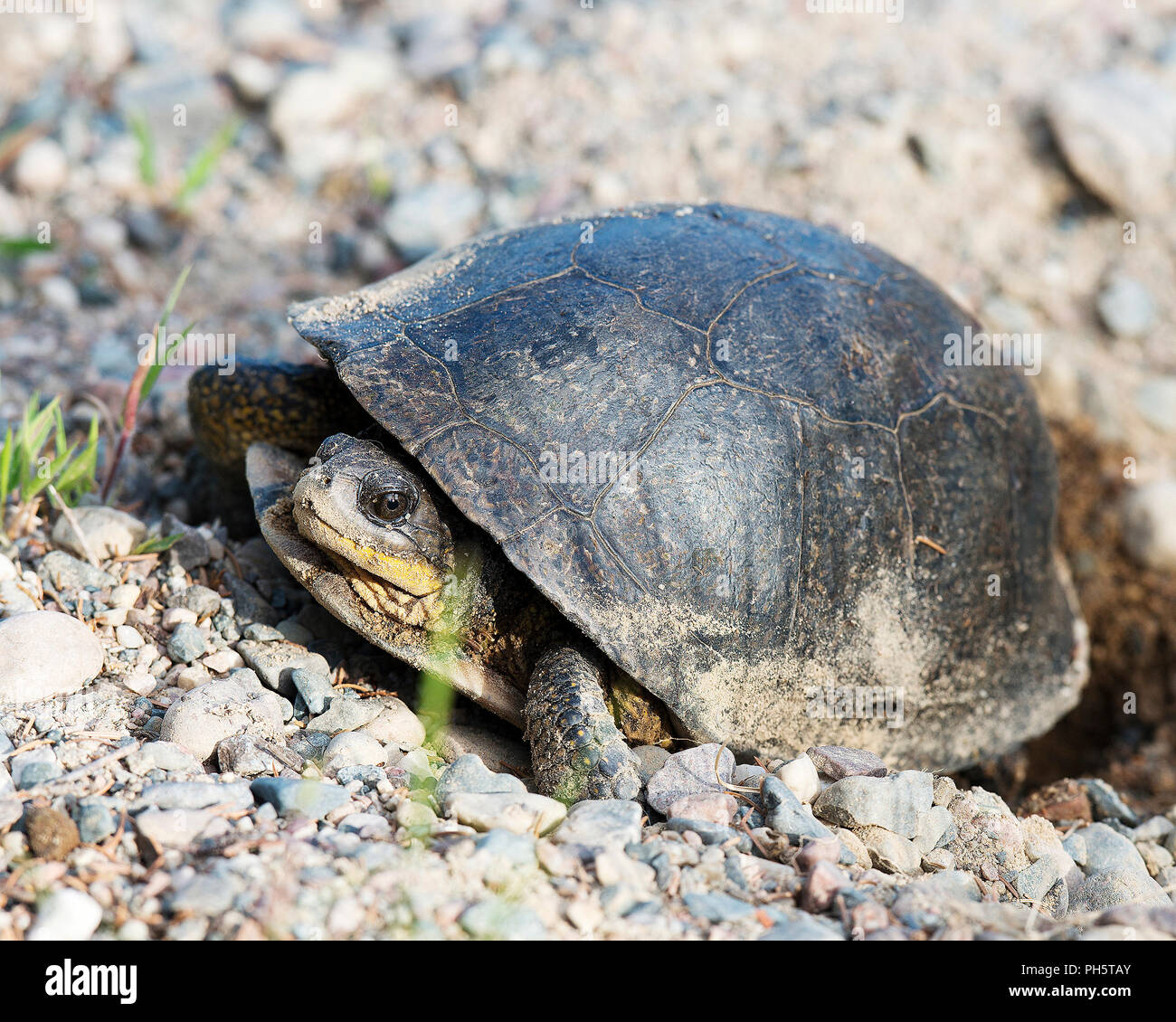 Musk Stinkpot turtle close up enjoying its surrounding. Stock Photo