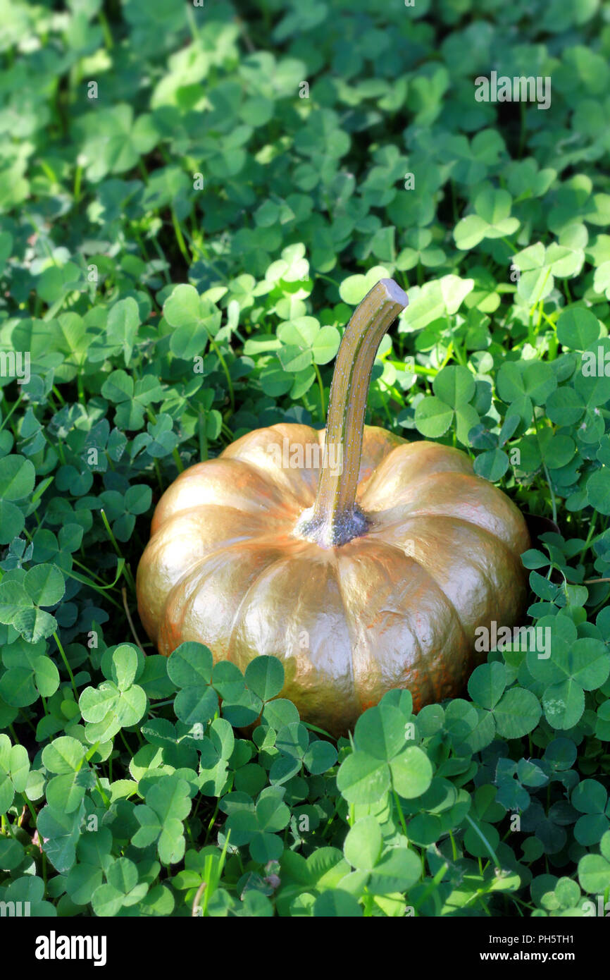 A winter squash painted gold sits in a bed of green clover. Stock Photo