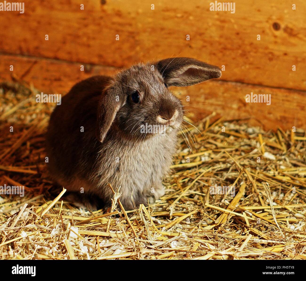 Pet rabbit hutch straw hires stock photography and images Alamy