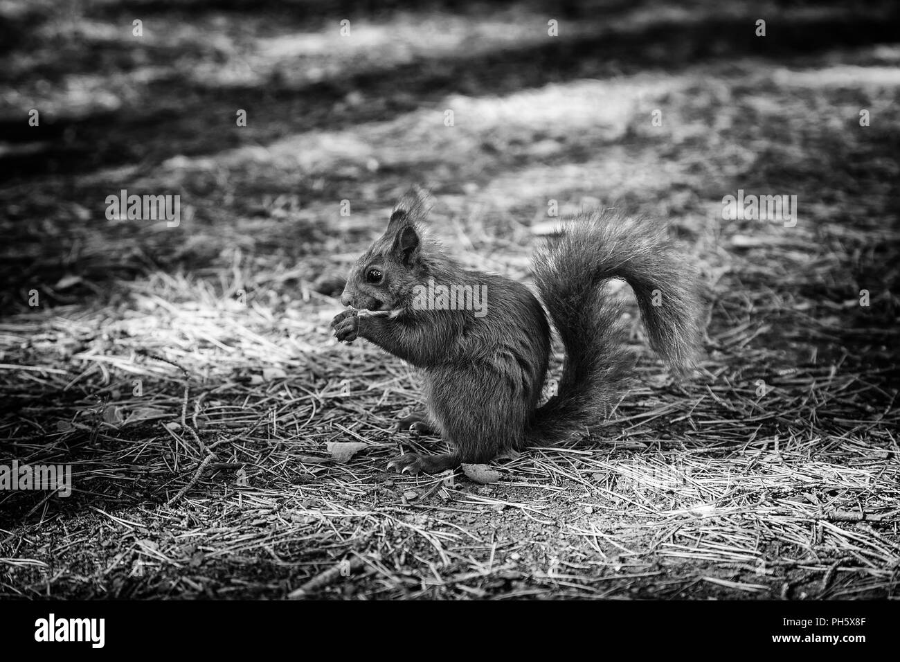 Squirrel in the forest, detail of wild animal in freedom, nature Stock Photo