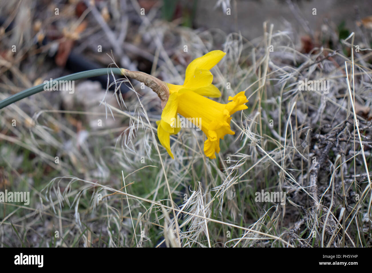 Single yellow daffodil flower on a mountain Stock Photo