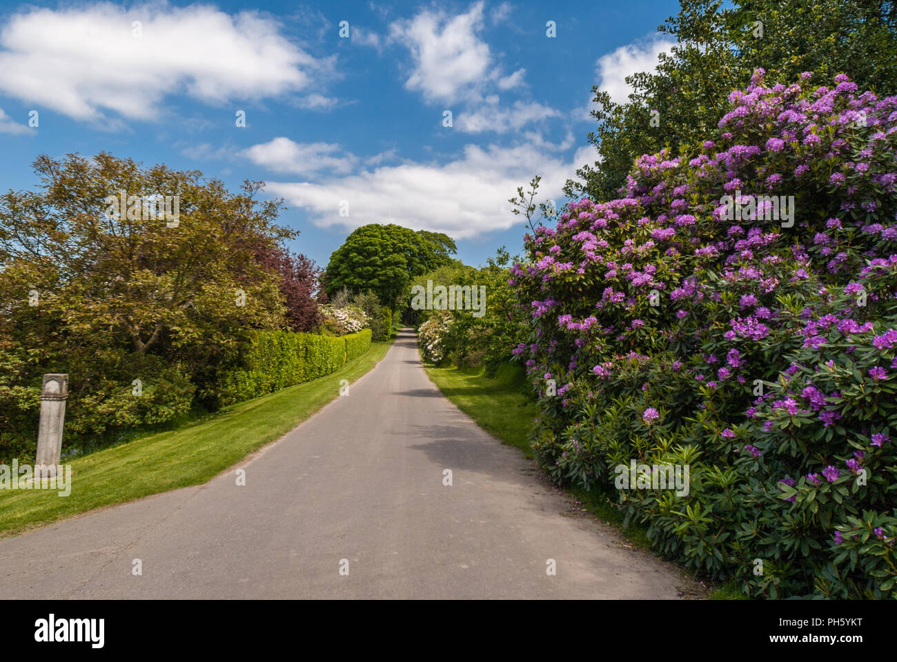 Edinburgh, Scotland, UK - June 14, 2012: Rural road with green borders and flowers under blue sky with white clouds in Dalmany House back country Stock Photo
