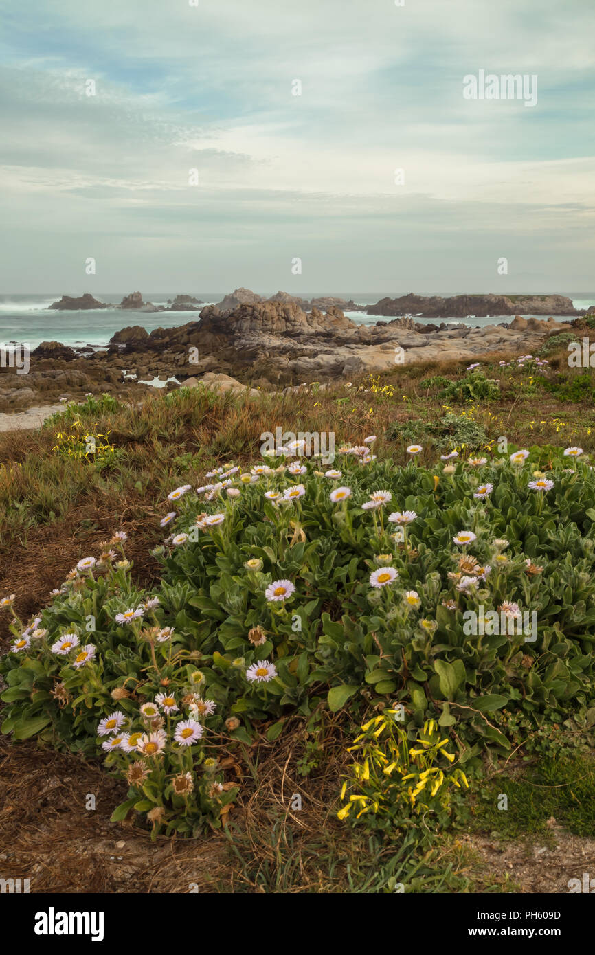 Seaside daisies bloom in early spring along the shoreline at Monterey Peninsula, California, United States. Stock Photo
