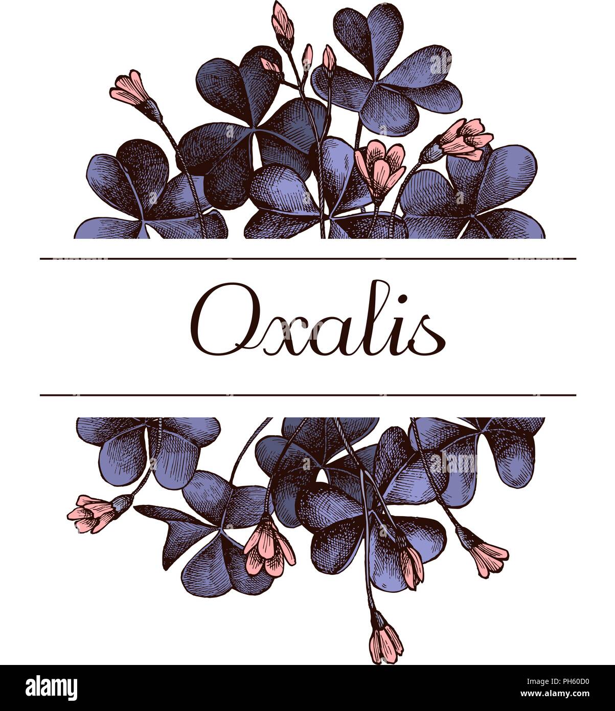 Hand drawn design with oxalis Highly detailed sketch Stock Vector