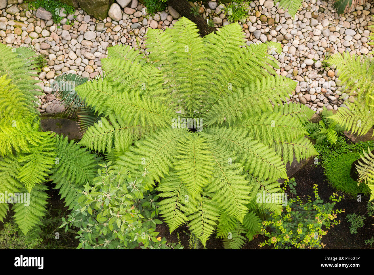 View from above / the balcony of tree ferns / tree fern in the restored Victorian Temperate House at the Royal Botanic Garden, Kew. London. UK. (101) Stock Photo