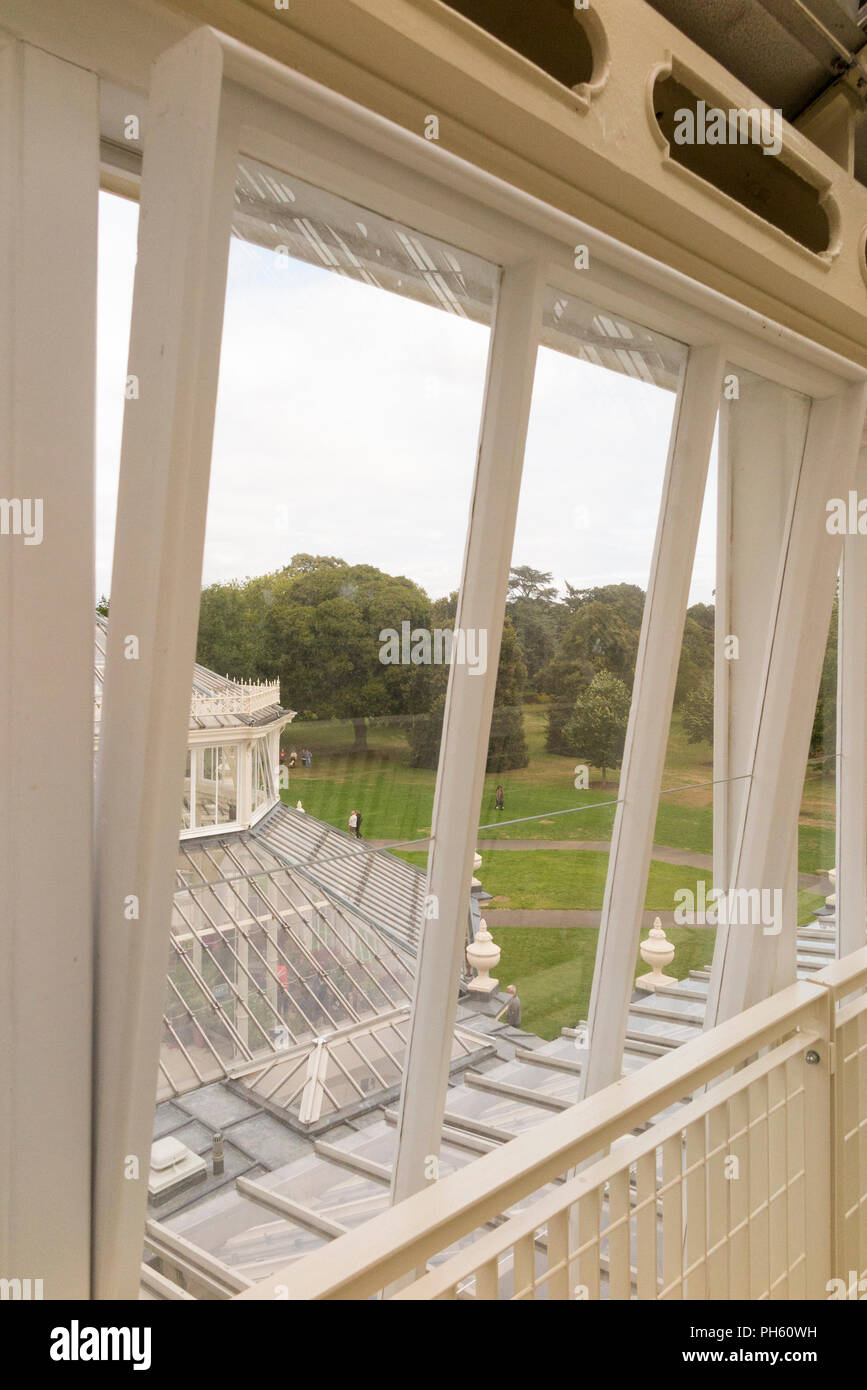 New glazing wooden / wood / timber replacement glazed windows in the restored Victorian Temperate House at the Royal Botanic Garden, Kew. London. UK Stock Photo