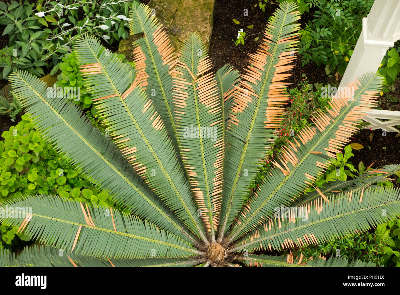 View of a type of palm tree from the balcony of the restored / after the 2018 restoration of Victorian Temperate House at the Royal Botanic Garden, Kew. London. UK. (101) Stock Photo