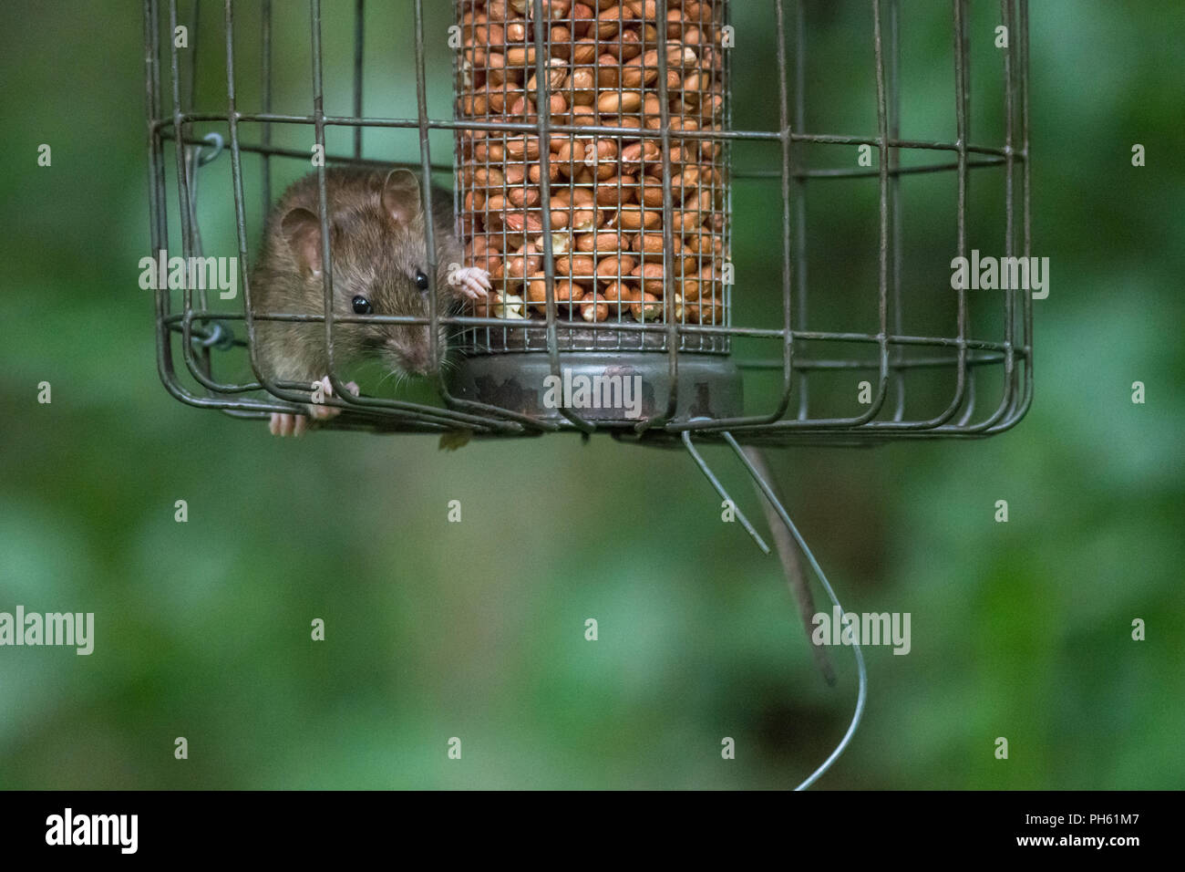 Rat at bird feeder hires stock photography and images Alamy