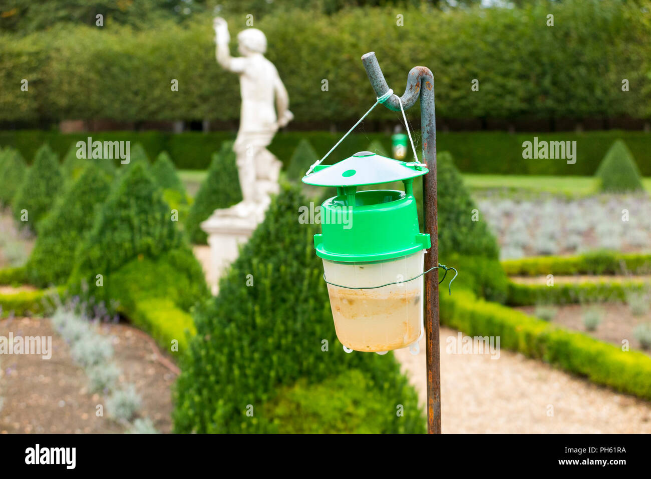 Box Tree moth trap / pheromone lure / box moth trap to catch male moths and prevent caterpillar infestation on box hedges in a formal garden. UK. (101) Stock Photo