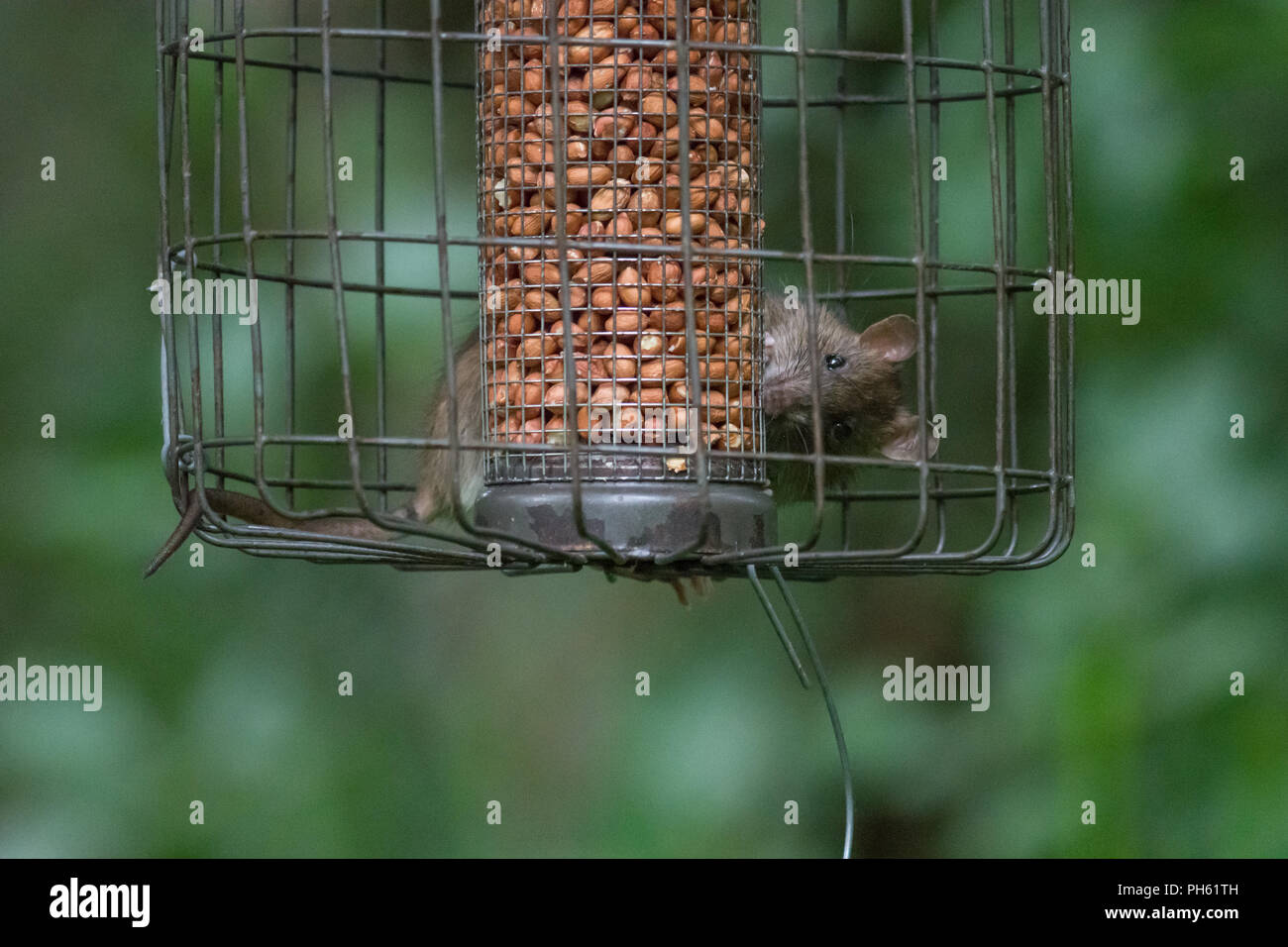 Brown rat (Rattus norvegicus) feeding on peanuts in a bird feeder cage