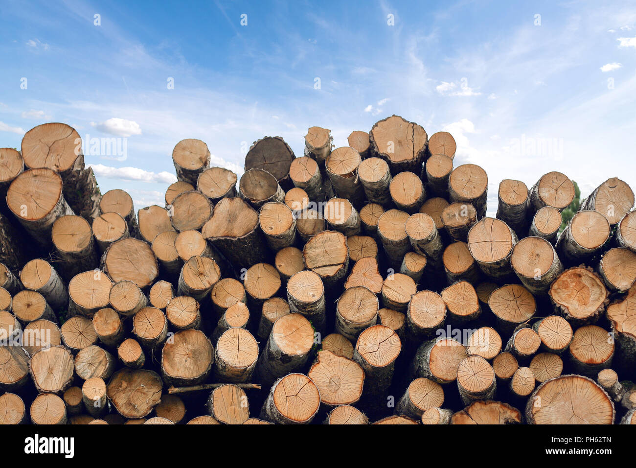 Lots of stacked trees with blue sky copyspace background Stock Photo ...