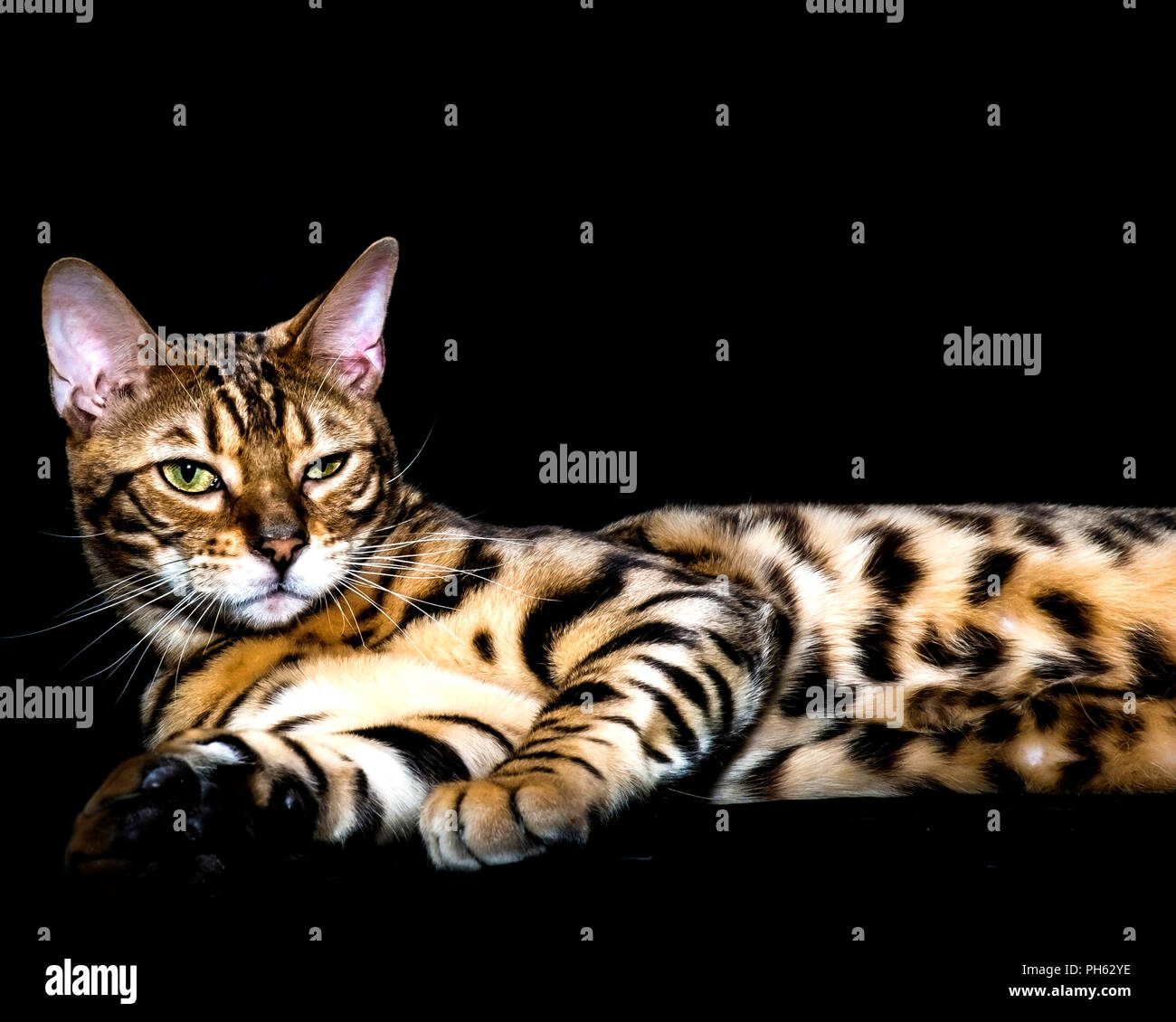 superb bengal cat lying in the studio with beautiful leopard pattern hilarious face Stock Photo