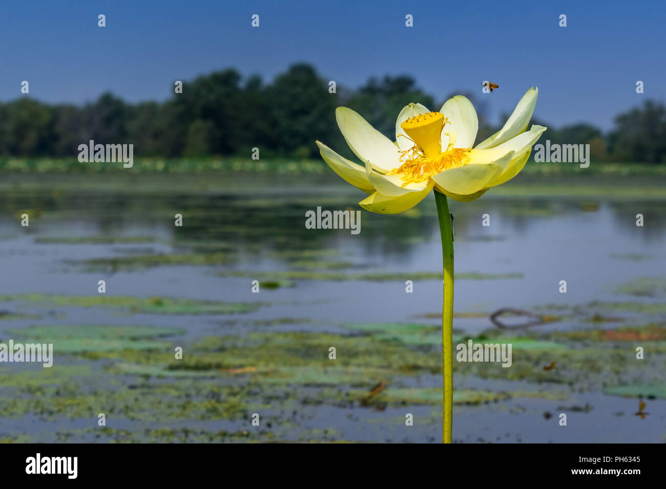 Coming in for a landing! Water Lily in bloom. Stock Photo