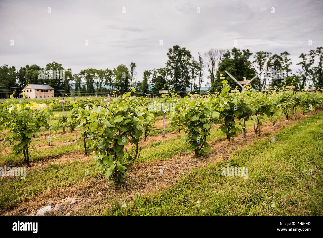 Pine Bush, NY /USA - June 9, 2018: grape vines and barn in background. Stock Photo