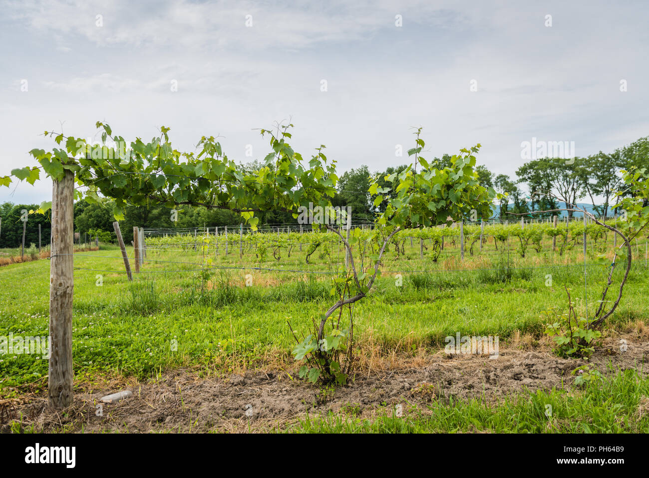 Pine Bush, NY /USA - June 9, 2018: Wire and wooden posts used to keep grape vines off ground. Stock Photo
